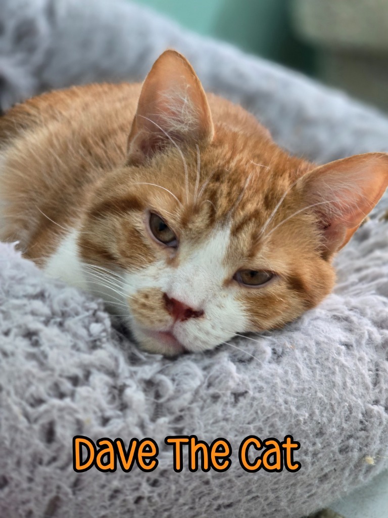 Dave The Cat