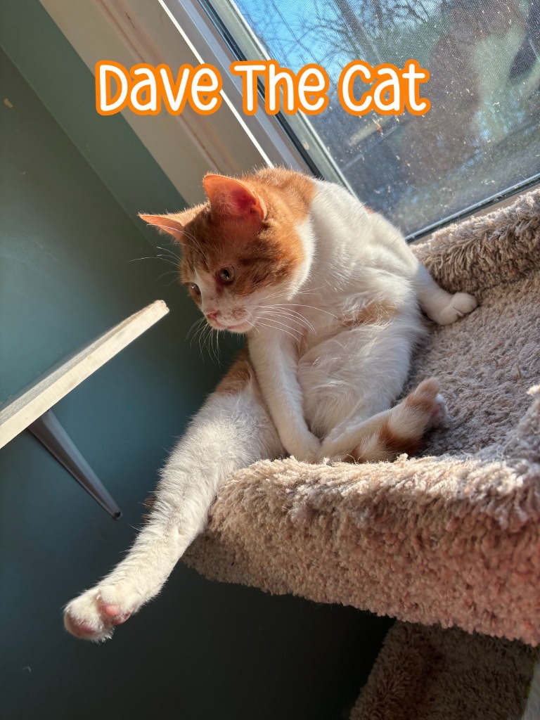 Dave The Cat