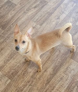 Smokey, Young Male Chihuahua