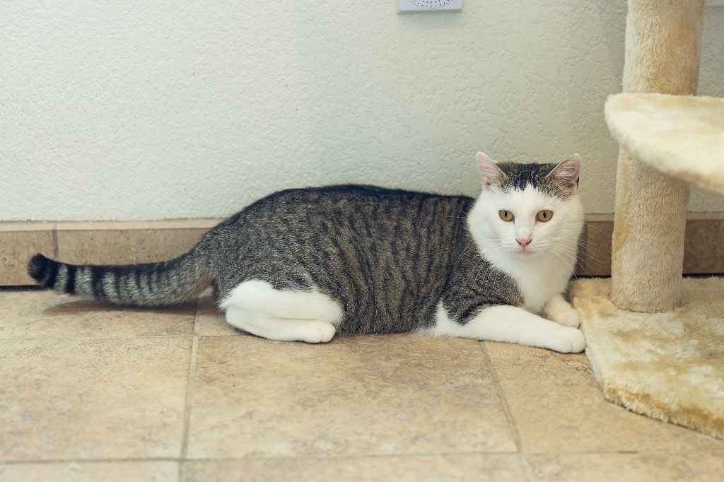 Hazel, an adoptable Domestic Short Hair in Redwood Falls, MN, 56283 | Photo Image 1