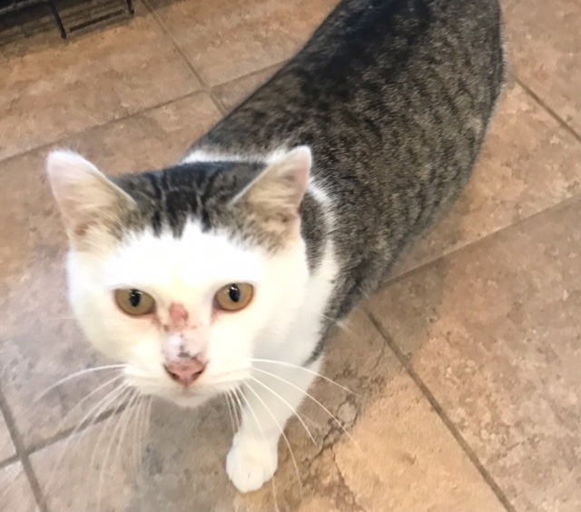 Hazel, an adoptable Domestic Short Hair in Redwood Falls, MN, 56283 | Photo Image 2