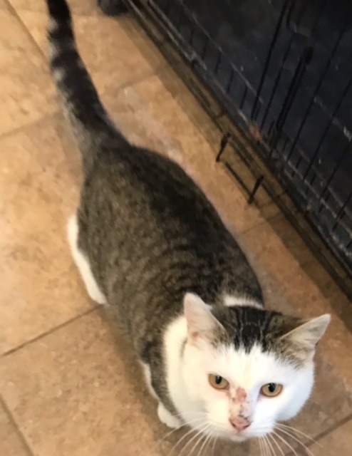 Hazel, an adoptable Domestic Short Hair in Redwood Falls, MN, 56283 | Photo Image 3