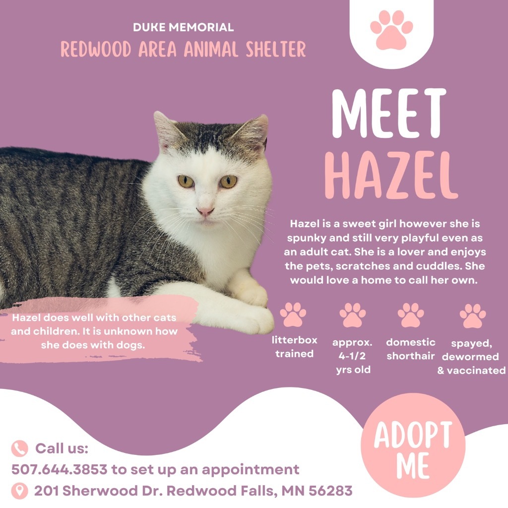 Hazel, an adoptable Domestic Short Hair in Redwood Falls, MN, 56283 | Photo Image 4
