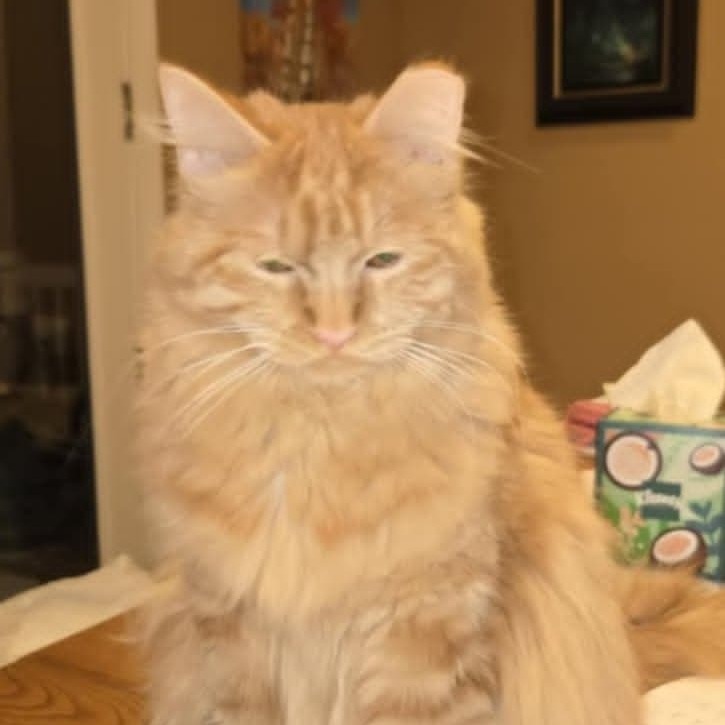 Rosa Holmes, an adoptable Domestic Long Hair in Eagle Mountain, UT, 84005 | Photo Image 1