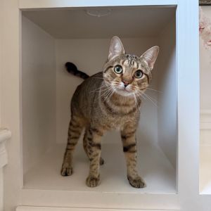 Pulga is a 2-ish year old male cat with a silly streak and a lovable personality Likely abandoned b