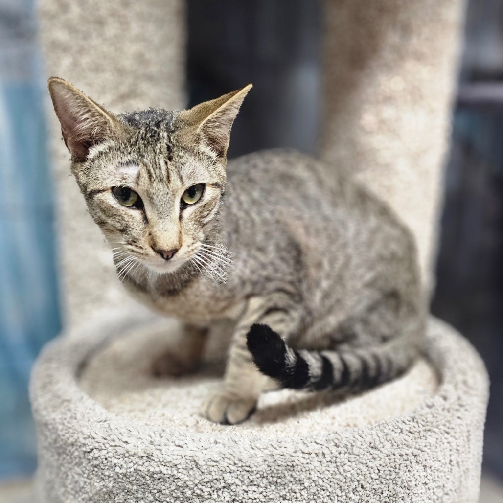 Tonito, an adoptable Domestic Short Hair in Laredo, TX, 78045 | Photo Image 1