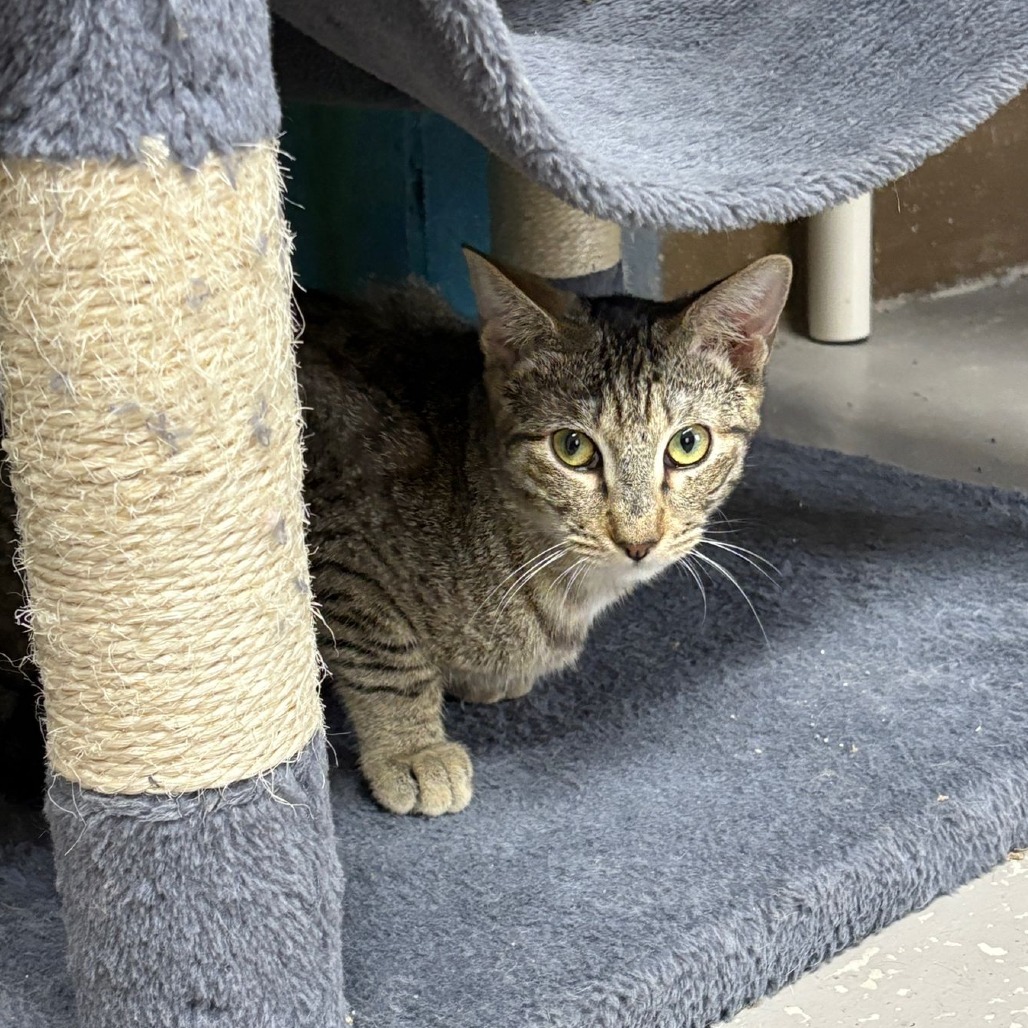 Tonito, an adoptable Domestic Short Hair in Laredo, TX, 78045 | Photo Image 2