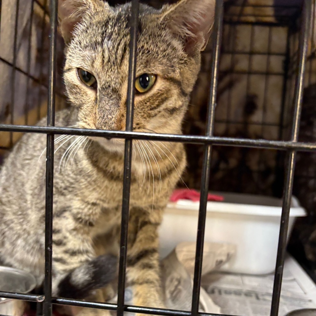 Tonito, an adoptable Domestic Short Hair in Laredo, TX, 78045 | Photo Image 3