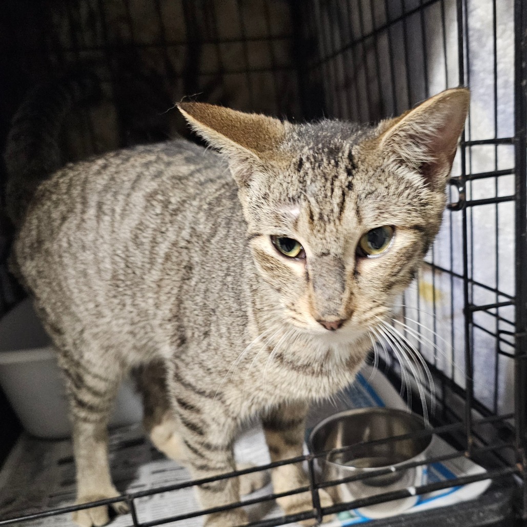 Tonito, an adoptable Domestic Short Hair in Laredo, TX, 78045 | Photo Image 4