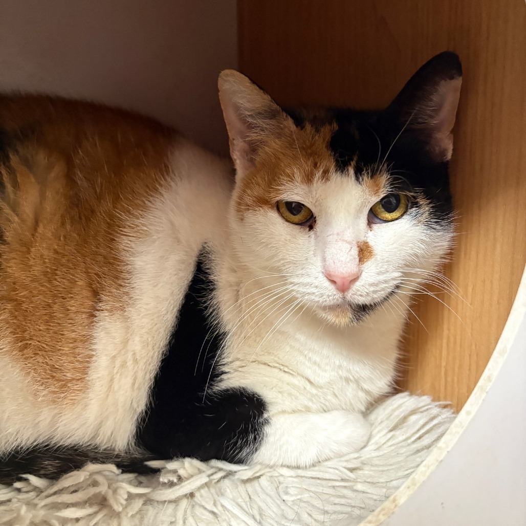 Apple Pie, an adoptable Domestic Short Hair in Laredo, TX, 78045 | Photo Image 1