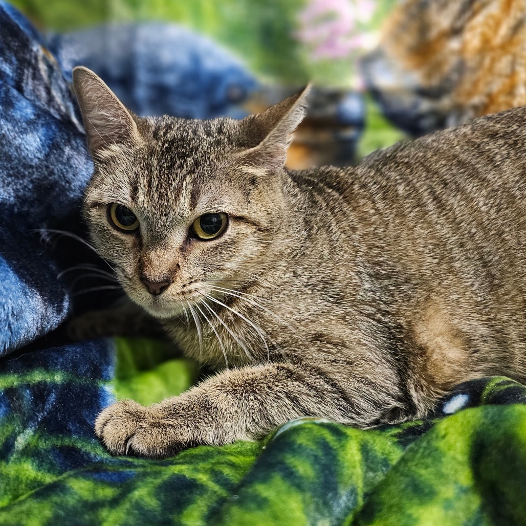 Sleeping Beauty, an adoptable Domestic Short Hair in Laredo, TX, 78045 | Photo Image 1