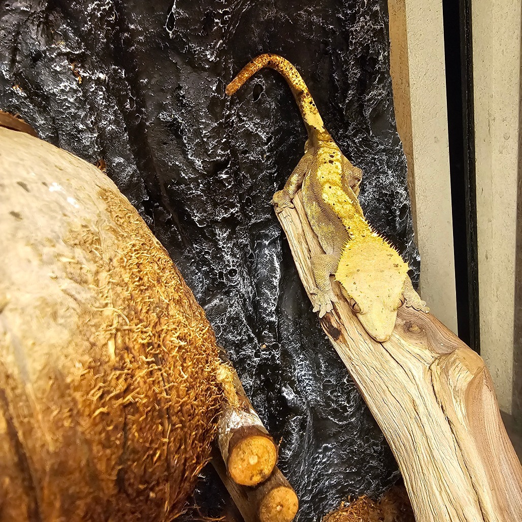 Crested Gecko 24-360