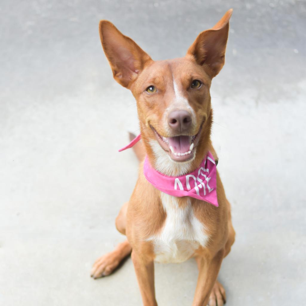 Pippi, an adoptable Mixed Breed in Kailua Kona, HI, 96740 | Photo Image 1