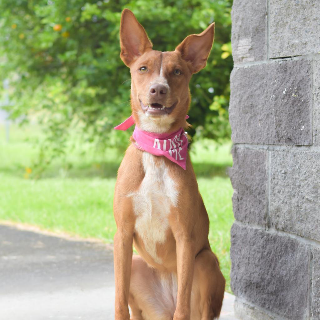 Pippi, an adoptable Mixed Breed in Kailua Kona, HI, 96740 | Photo Image 2