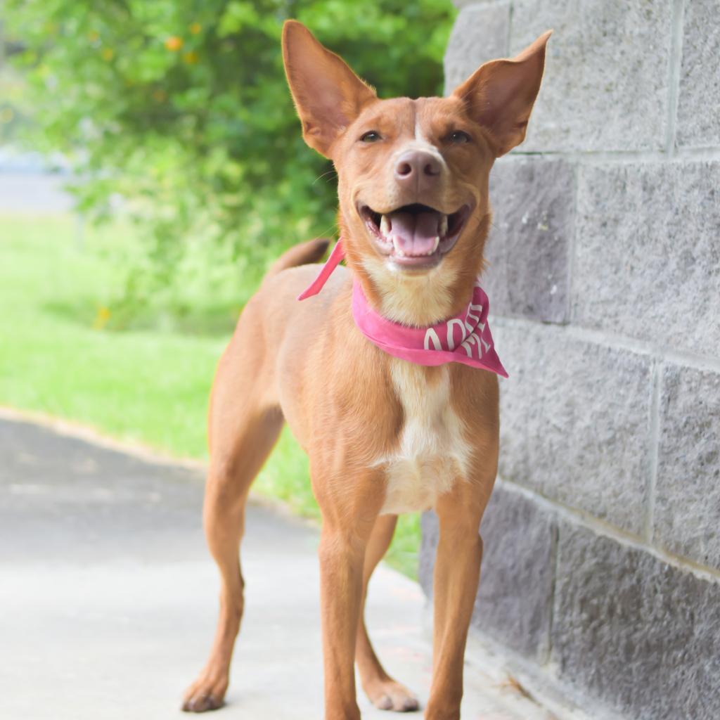 Pippi, an adoptable Mixed Breed in Kailua Kona, HI, 96740 | Photo Image 3