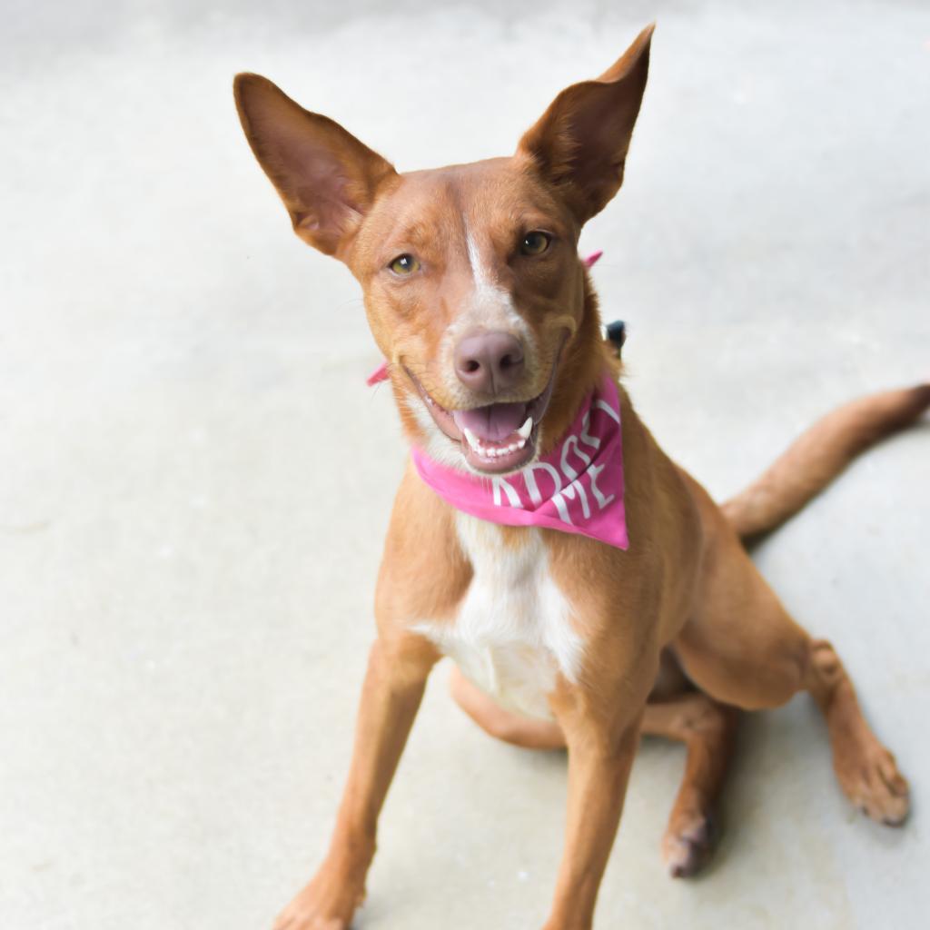 Pippi, an adoptable Mixed Breed in Kailua Kona, HI, 96740 | Photo Image 4