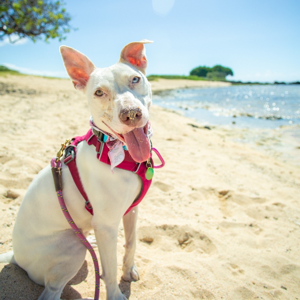 Lola, an adoptable Mixed Breed in Kailua Kona, HI, 96740 | Photo Image 1