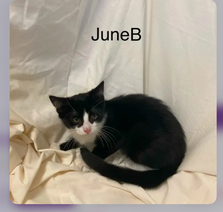 JuneB, an adoptable Domestic Short Hair in Columbus, GA, 31901 | Photo Image 2