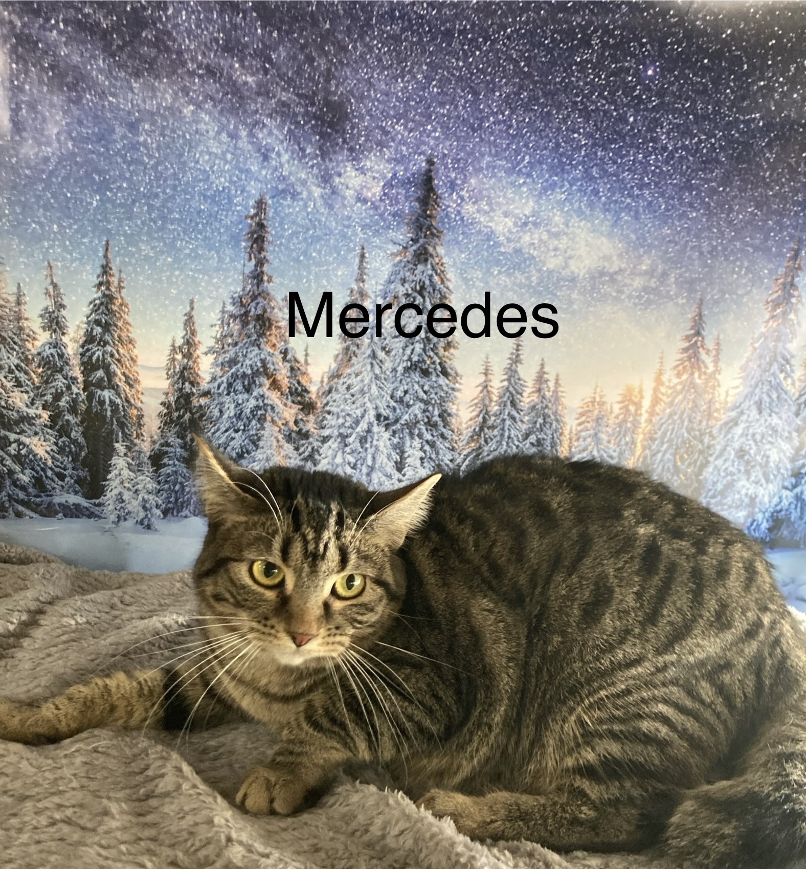 Mercedes, an adoptable Domestic Short Hair in Columbus, GA, 31901 | Photo Image 1