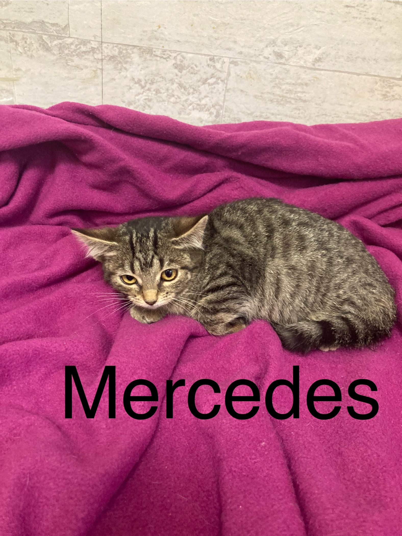 Mercedes, an adoptable Domestic Short Hair in Columbus, GA, 31901 | Photo Image 2