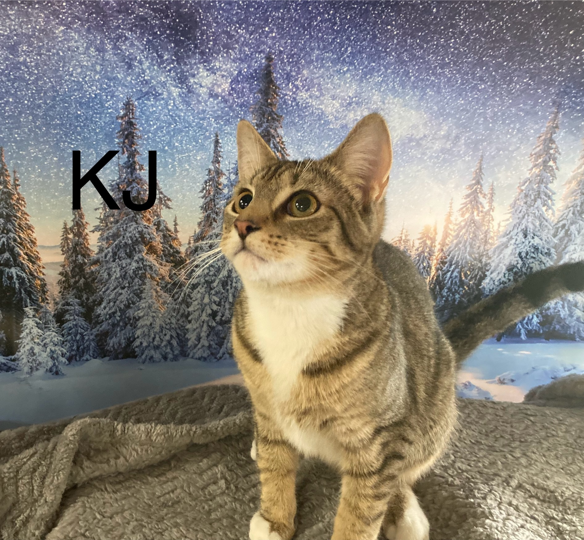 KJ, an adoptable Domestic Short Hair in Columbus, GA, 31901 | Photo Image 1