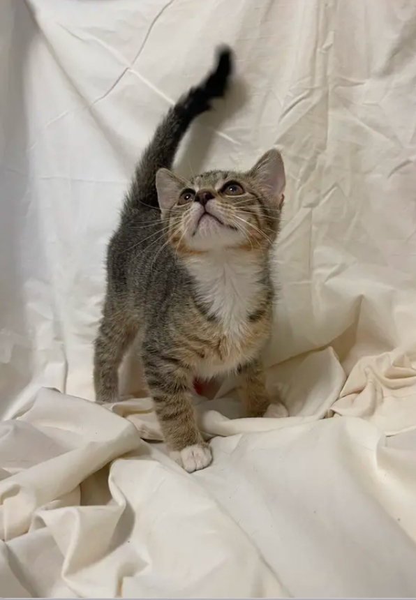 KJ, an adoptable Domestic Short Hair in Columbus, GA, 31901 | Photo Image 4