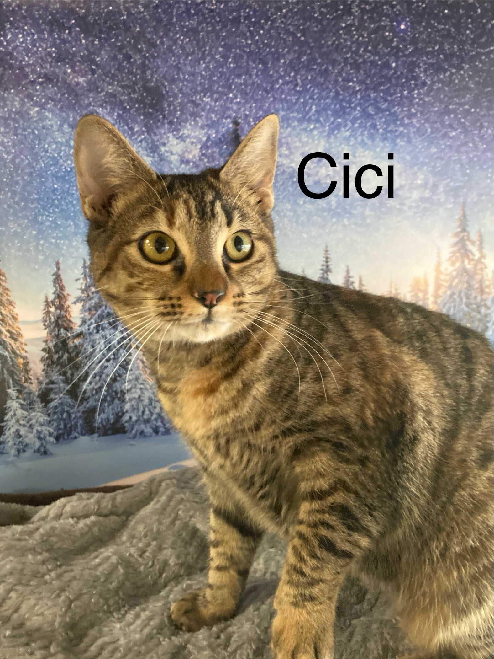 CiCi, an adoptable Domestic Short Hair in Columbus, GA, 31901 | Photo Image 1
