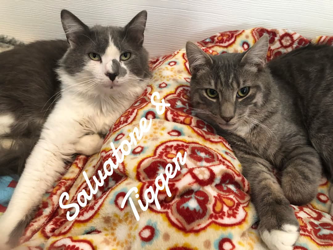 Salvatore & Tigger
