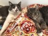Salvatore & Tigger photo 1
