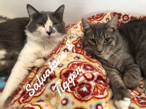 Salvatore & Tigger, Baby Male unknown