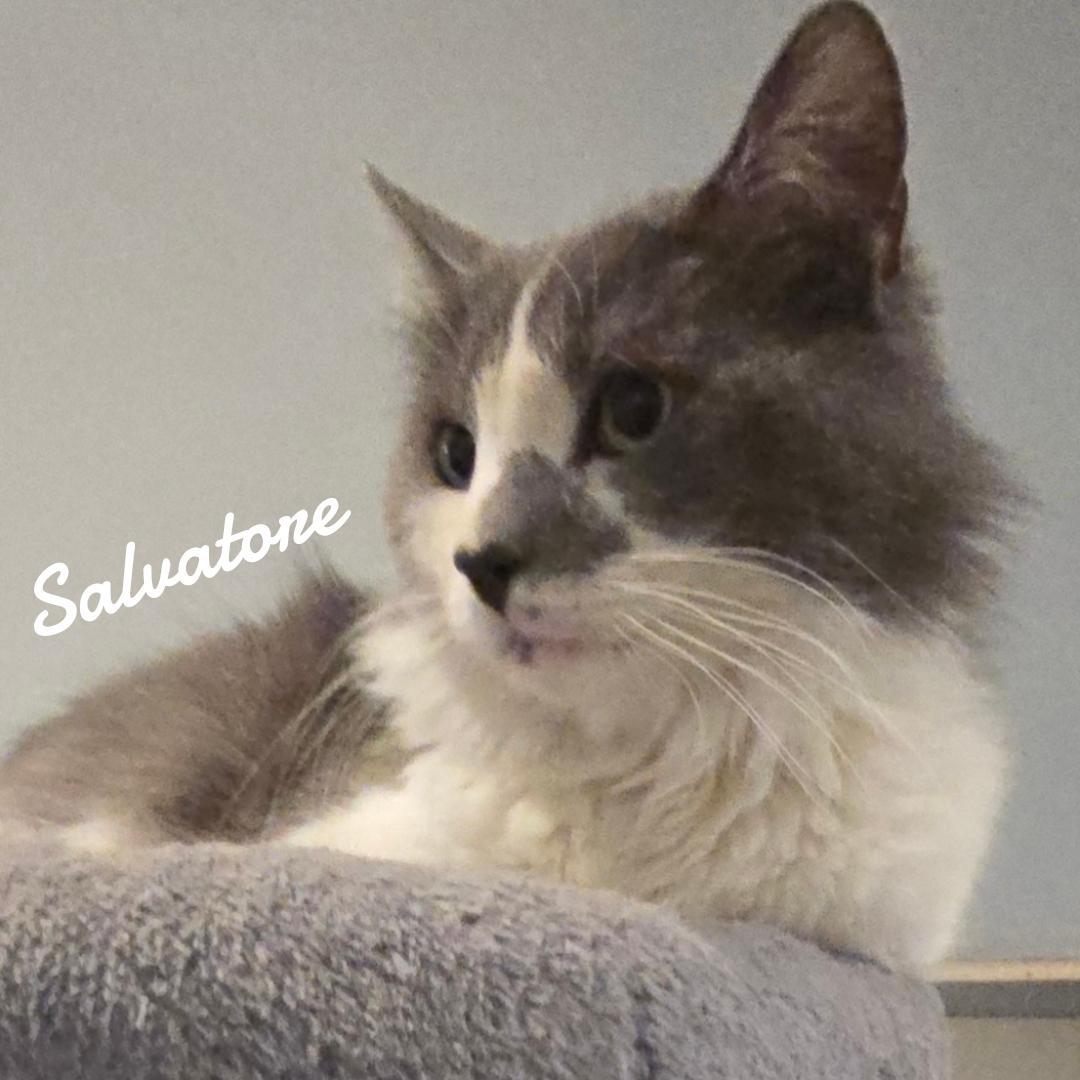 Salvatore & Tigger