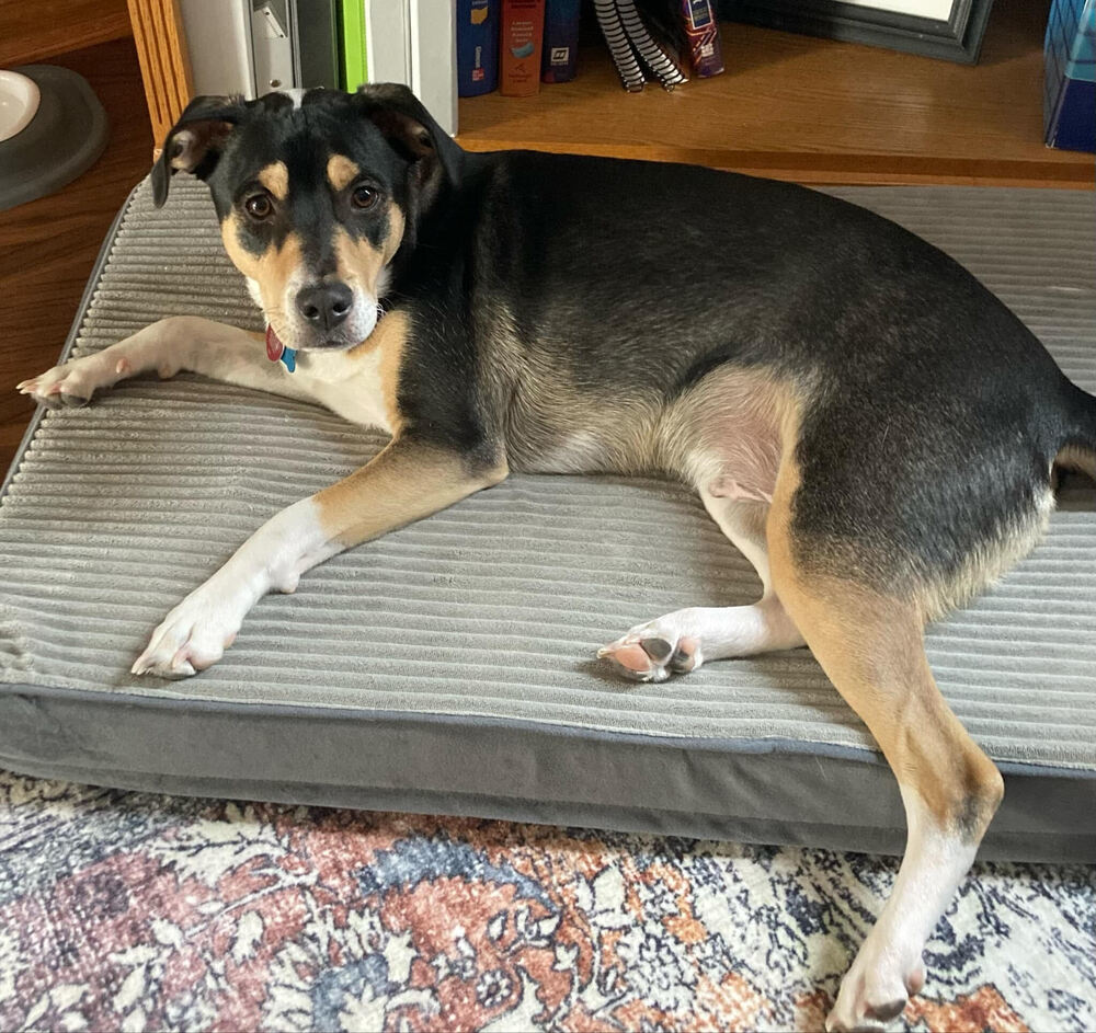 Jude (Song Name Litter)