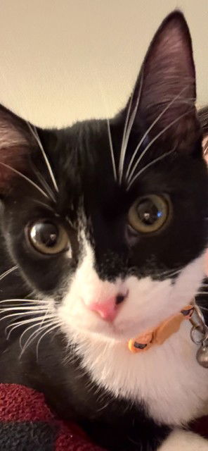 Elliott - Cute as a bug - Sweet BIG personality!