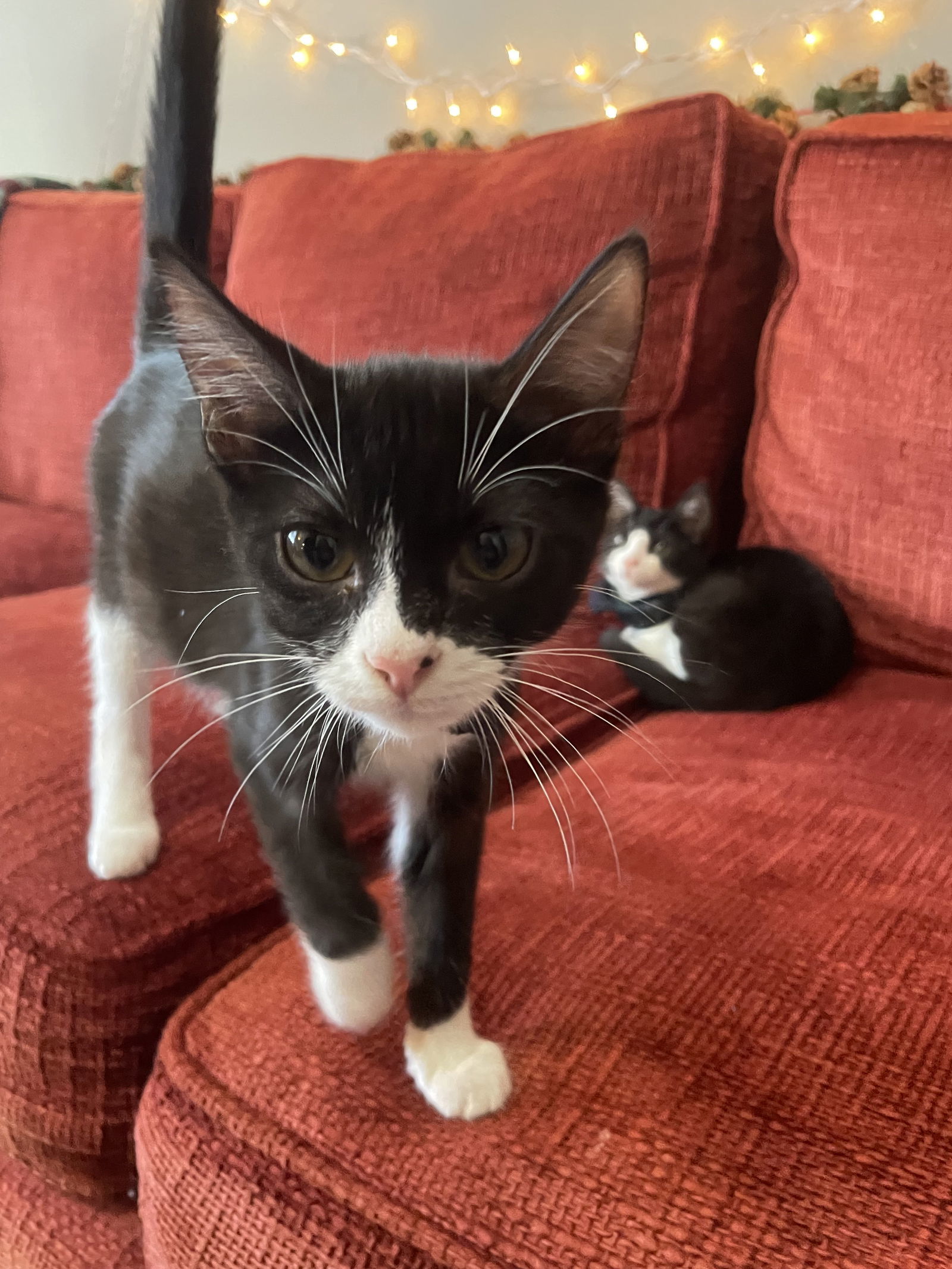 Elliott - Cute as a bug - Sweet BIG personality!
