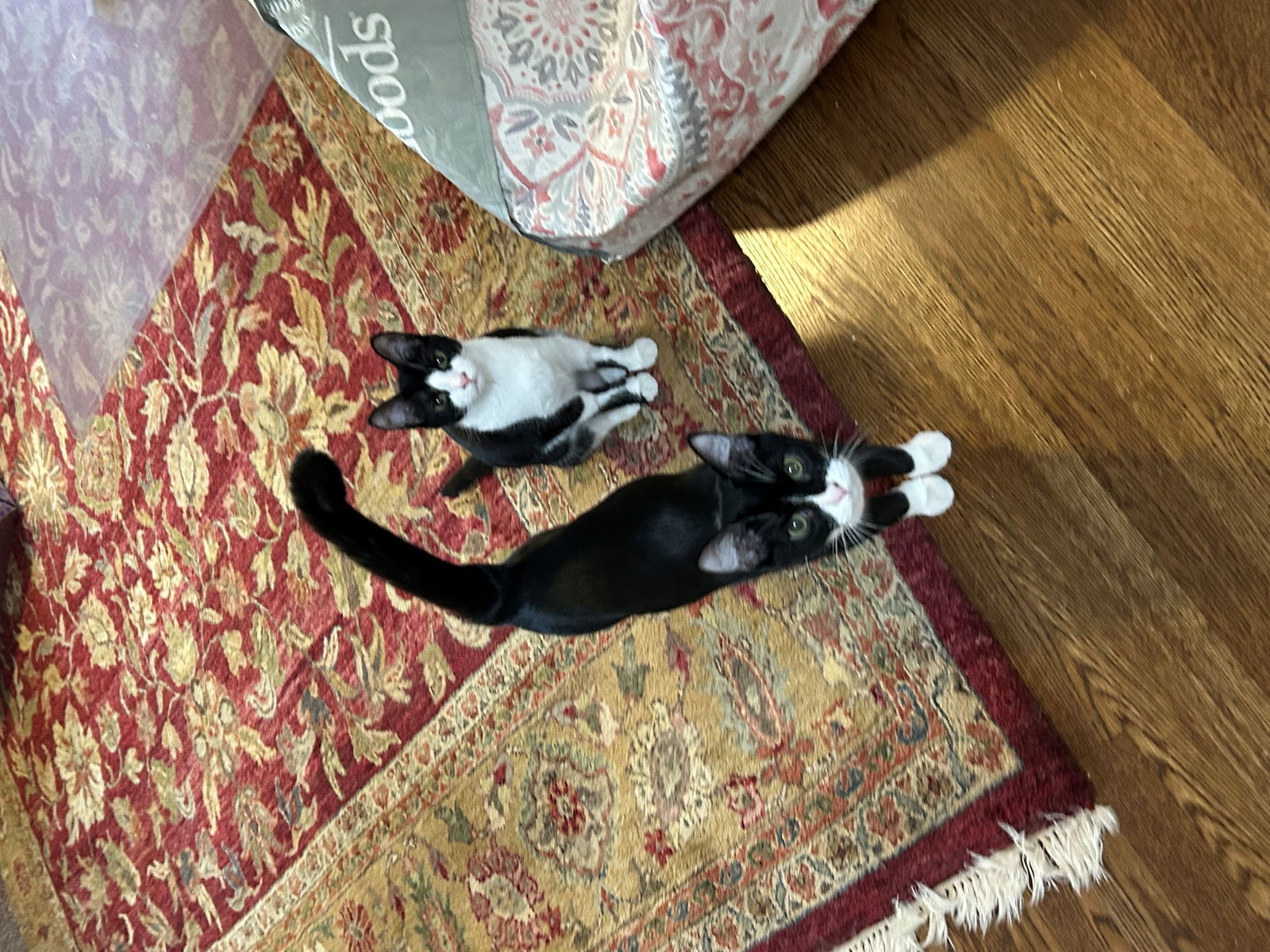 Elliott - Cute as a bug - Sweet BIG personality!