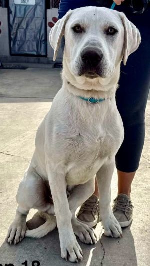 Tundra, Adult Male Labrador Retriever