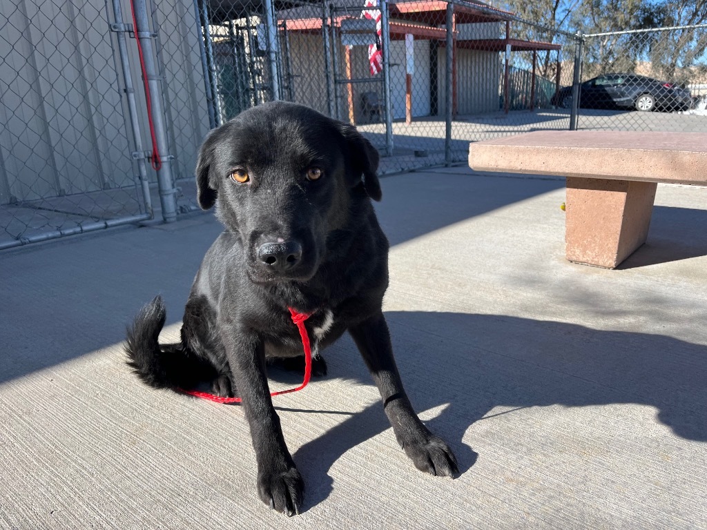 Dog for adoption - Azucena, a Labrador Retriever in Twentynine Palms ...