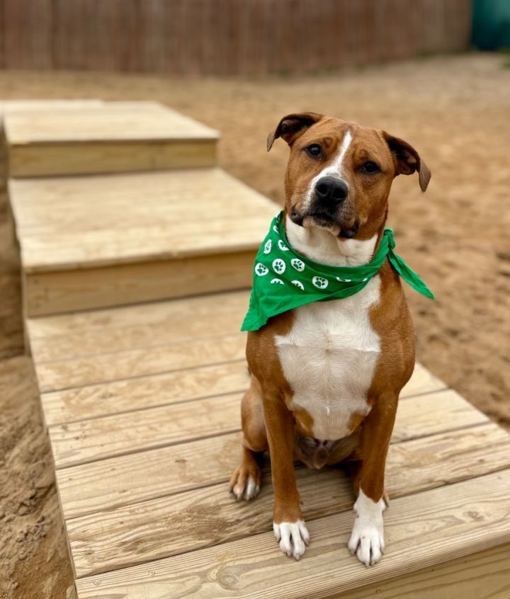 Scooby 1