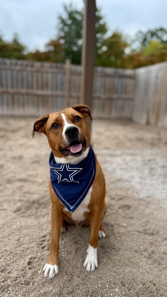 Scooby, an adoptable Mixed Breed in Muskegon, MI, 49442 | Photo Image 1