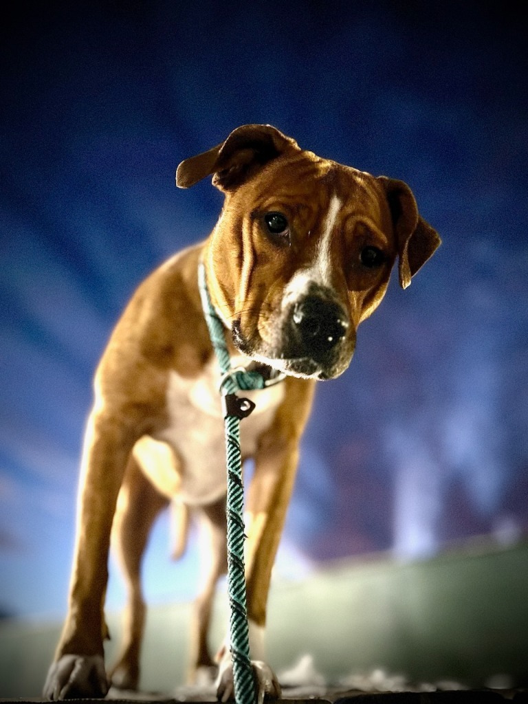 Scooby, an adoptable Mixed Breed in Muskegon, MI, 49442 | Photo Image 2