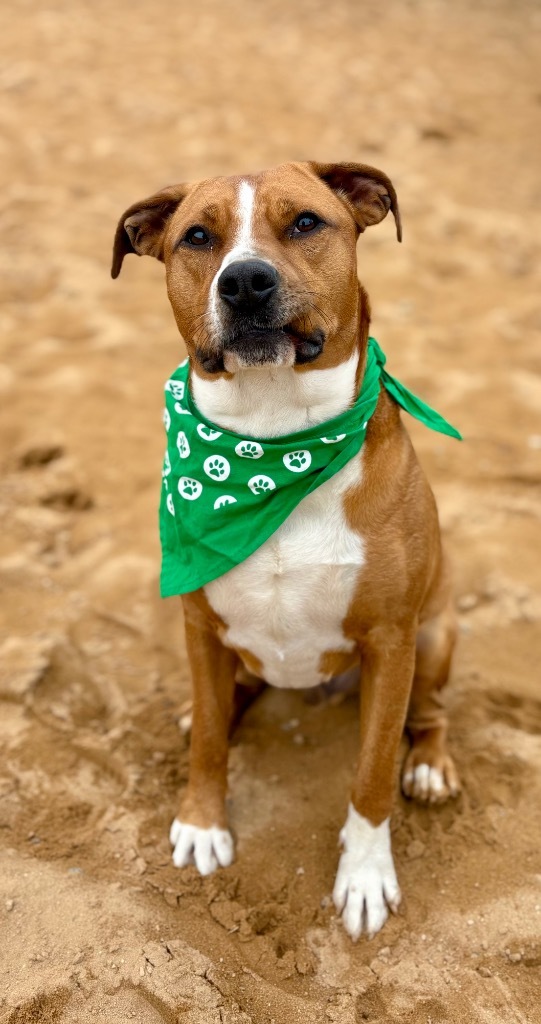 Scooby, an adoptable Mixed Breed in Muskegon, MI, 49442 | Photo Image 3