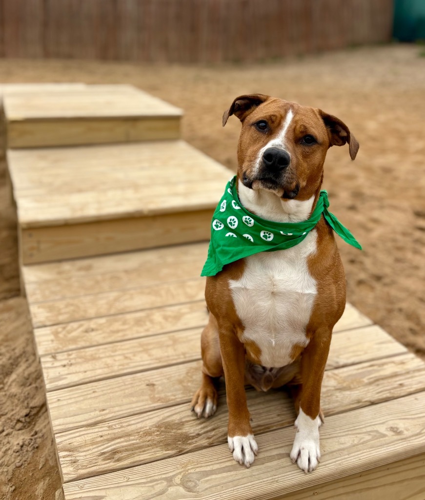 Scooby, an adoptable Mixed Breed in Muskegon, MI, 49442 | Photo Image 5