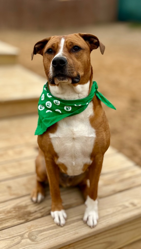 Scooby 6