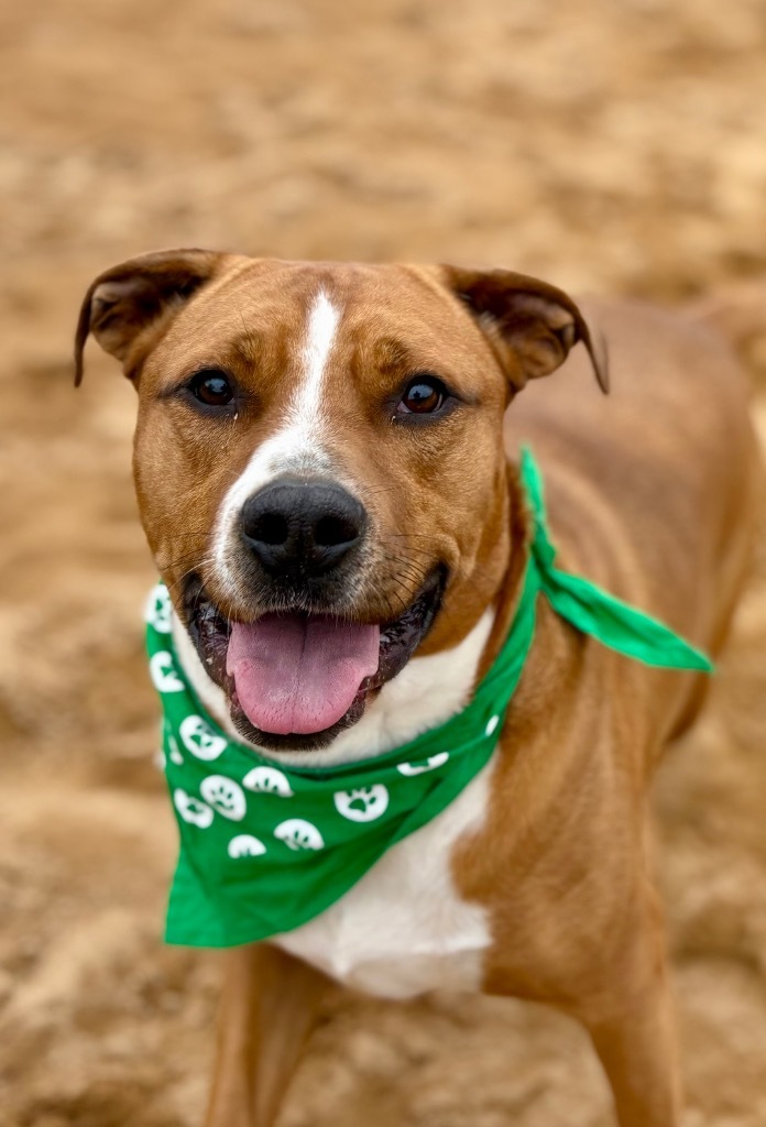 Scooby, an adoptable Mixed Breed in Muskegon, MI, 49442 | Photo Image 6