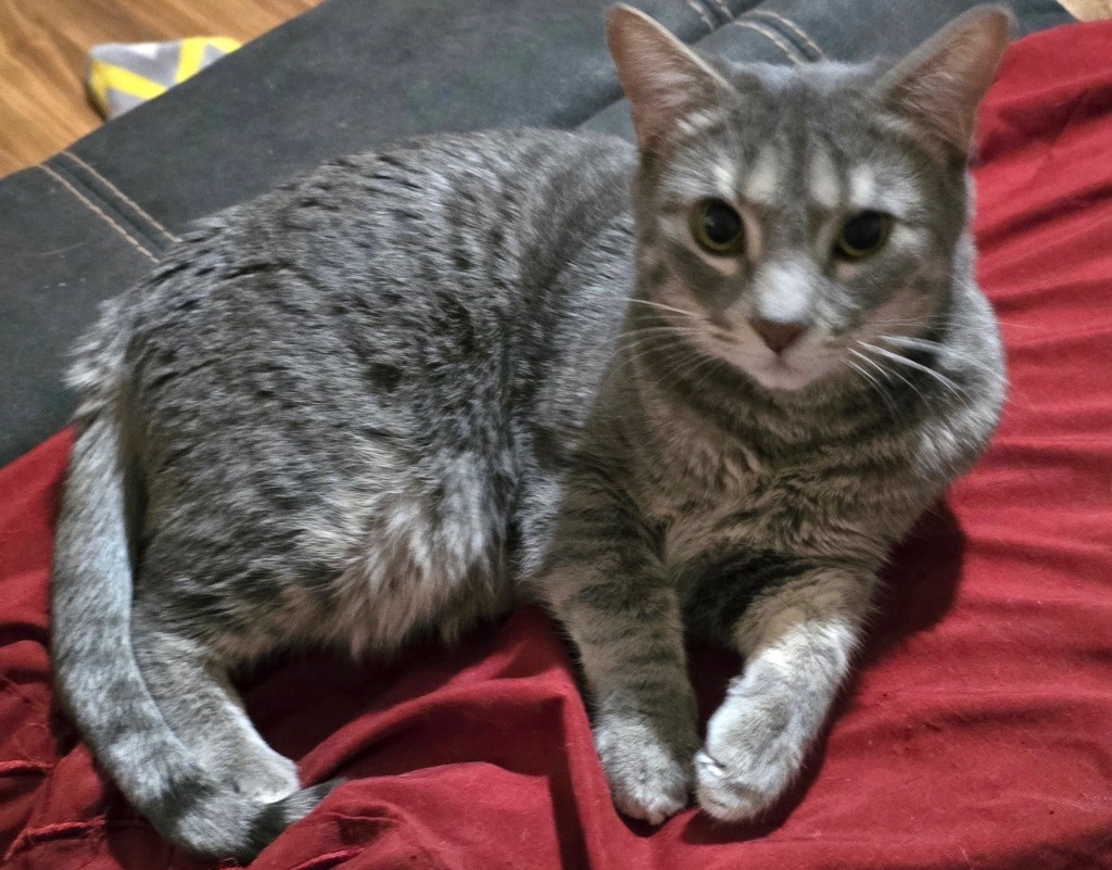 Ashlynn, an adoptable Domestic Short Hair in Salt Lake City, UT, 84117 | Photo Image 1