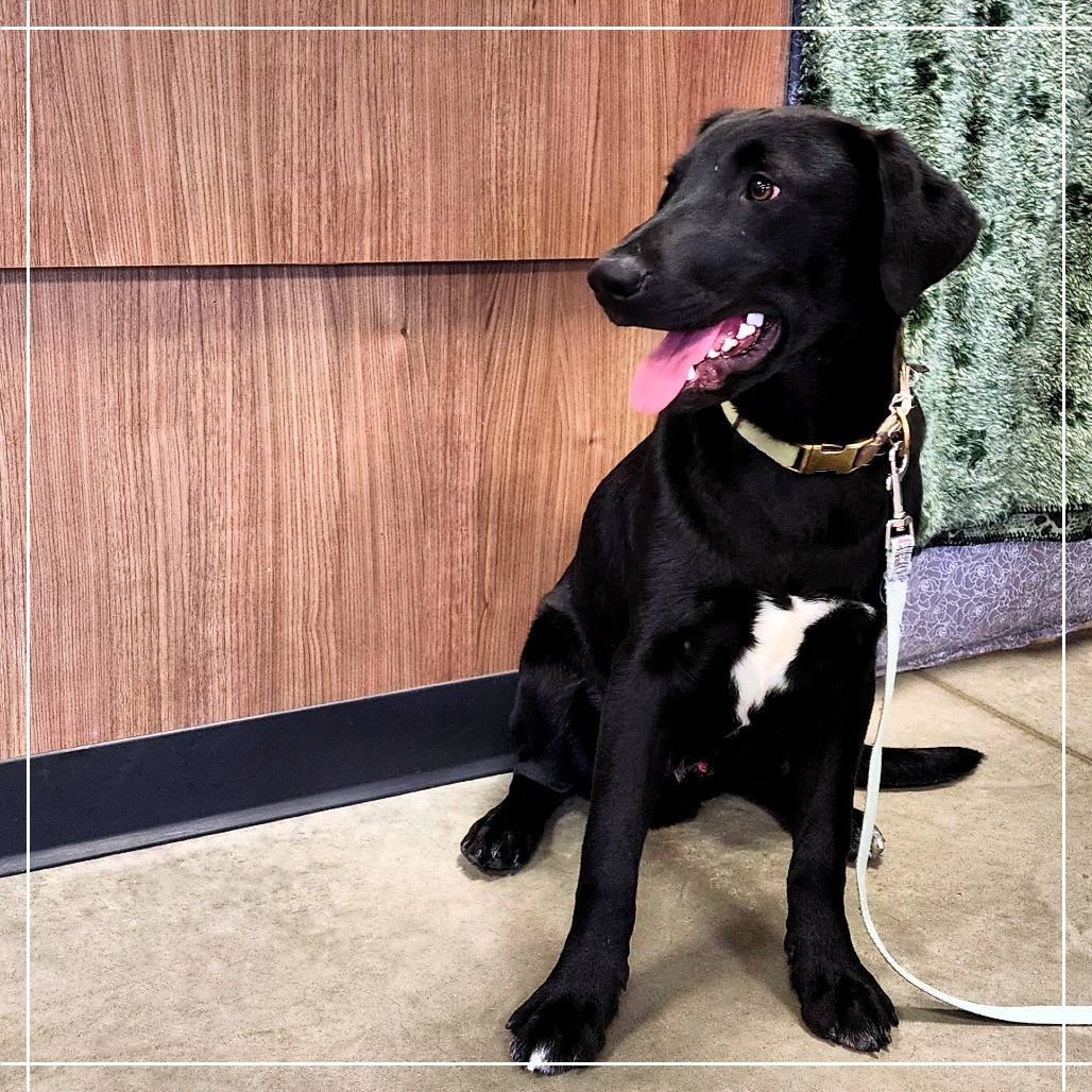 Jaxson, an adoptable Black Labrador Retriever, Mixed Breed in Cody, WY, 82414 | Photo Image 1