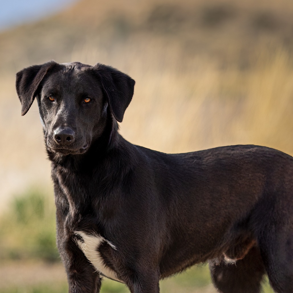 Jaxson, an adoptable Black Labrador Retriever, Mixed Breed in Cody, WY, 82414 | Photo Image 1