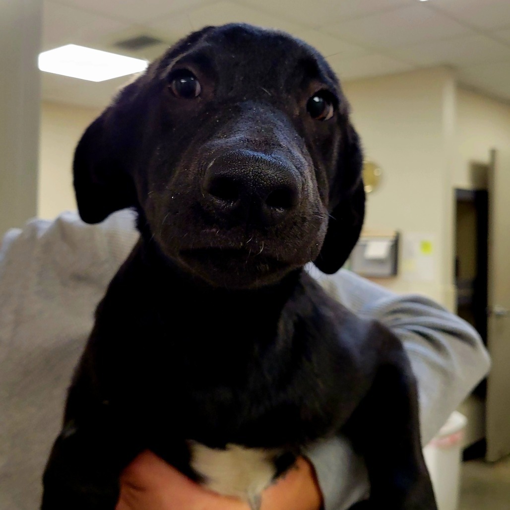 Jaxson, an adoptable Black Labrador Retriever, Mixed Breed in Cody, WY, 82414 | Photo Image 2