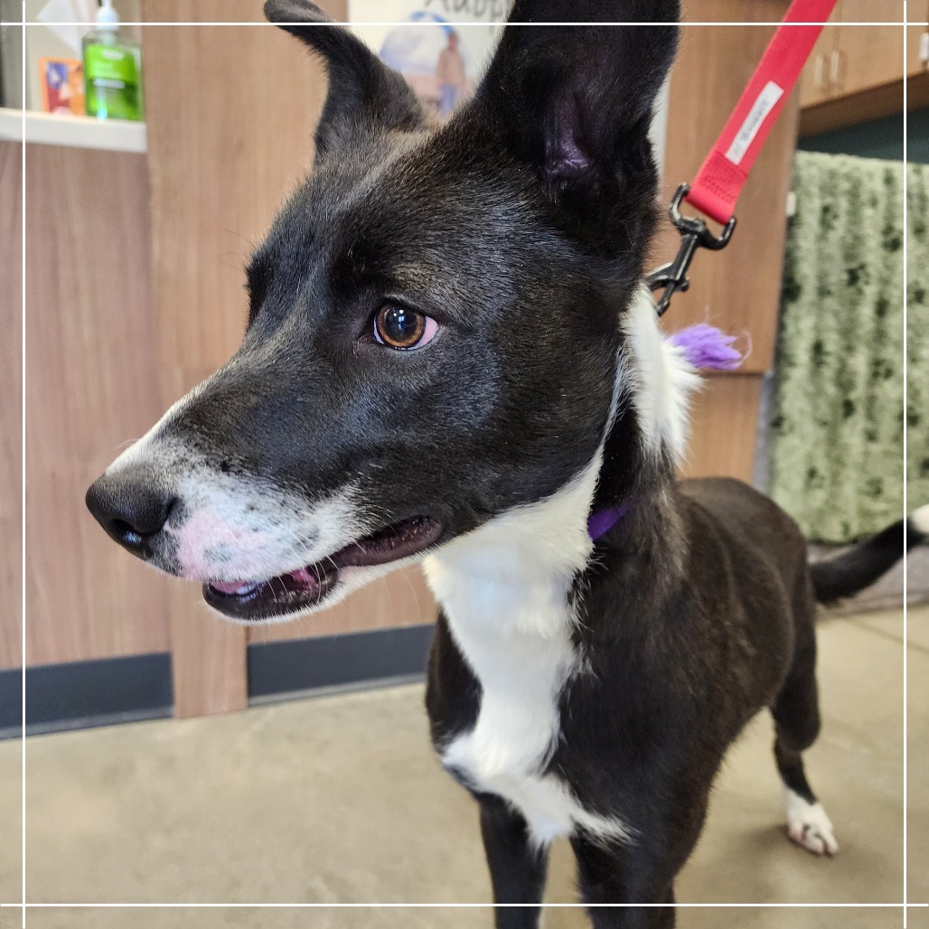 Lloyd, an adoptable Black Labrador Retriever in Cody, WY, 82414 | Photo Image 4