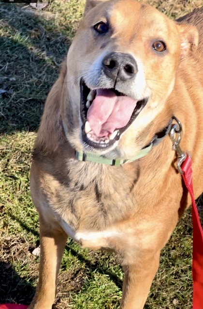 Loki - PLEASE READ MY BIO